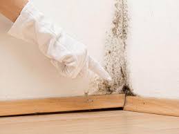 Best Mold Damage Restoration  in Aitkin, MN